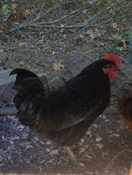 Re_homing Young Rooster