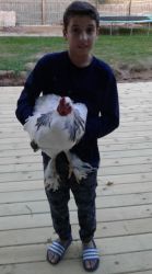 Free Rooster to Good Home
