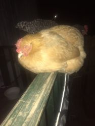 2 hens for sell