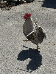 Adult Roosters Free