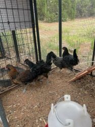 Banyard egger Chickens