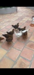 9 chickens for sale (egg laying