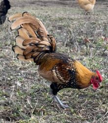1-Yr-Old SeBright Rooster
