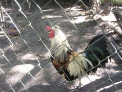 Icelandic chicken breeding group