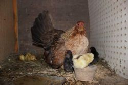 Birds and Fertile eggs for sale