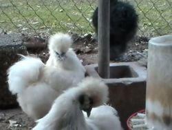 Healty Silkies Chicken and Eggs