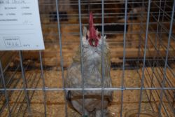 Show Quality Chickens for Sale