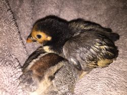 Three month old bantam chicks