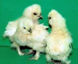 Bearded Bantam Silkie Female chicks and poulets