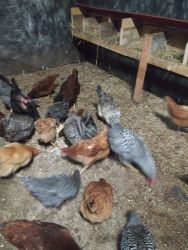 Hens and roosters for sale