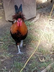 Polish rooster