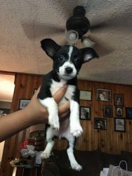Chihuahua wire haired rat terrier mix