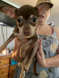 Chihuahua/corgi puppy