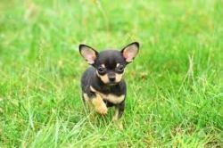 KCI Registered B Chihuahua ull dog through all over I
