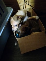 Puppies for sale mini pin/chihuahua