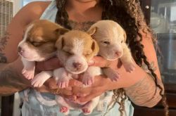 5 little fury pups