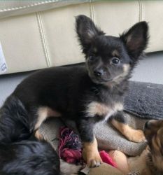 Beautiful Chihuahua, vaccinated and microchipped