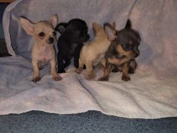 Tiny toy chihuahua puppies