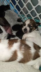 Terrier Chihuahua Puppies!!