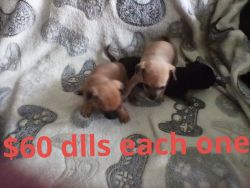 Chihuahua mixed puppies!!