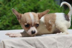 Bright Chihuahua Puppies