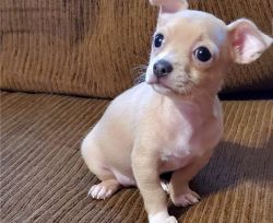 Chihuahua puppies ready to go now. Contact: xxx-xxx-xxxx