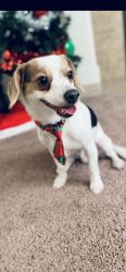 1 year old chihuahua mixed with beagle needs a new home.