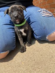Young pup looking for forever home