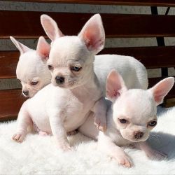 Lovely Chihuahua puppies for Sale