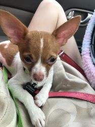 Chihuahua puppy-certified pedigree