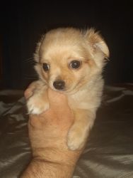 9 Week Old Cream Colored Chihuahua Boy