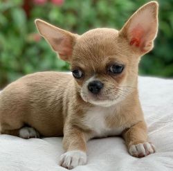 Chihuahua Puppies Available For Sale