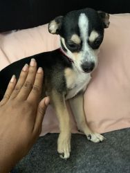 Chihuahua for sell✨