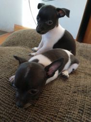Chihuahua tiny pups