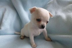 Teacup Chihuahua Puppies Available!!