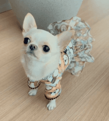 Cute Chihuahua Pup