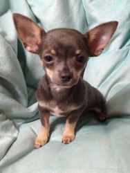 Male Chihuahua pups