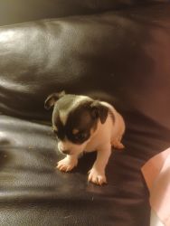 Taking deposits for chihuahua puppies **Update**