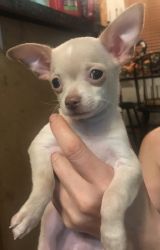 Male Chihuahua Puppy Available