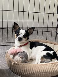 Chihuahua for sale in Gastonia NC