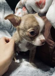 Rare brindle Chihuahua puppy