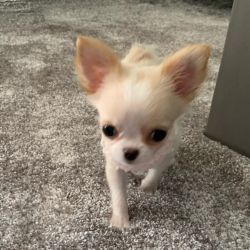 Quality Chihuahua puppies to pet loving families
