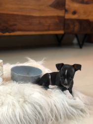 Black Male Chihuahua puppy
