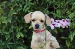 Italian greyhound x Chihuahua 5 months