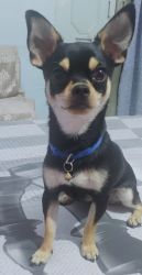 1 year old chihuahua for Sale