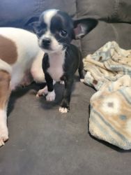 Ckc registered Chihuahua puppies