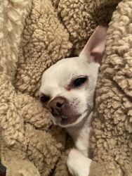 Older Chihuahua needs a home
