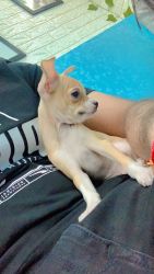 Chihuahua breed 49days