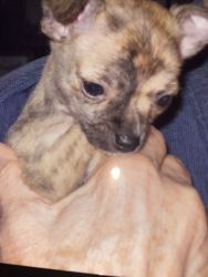 Beautiful brindle Chihuahua puppy
