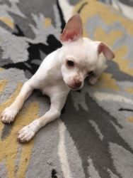 6 month old male chihuahua